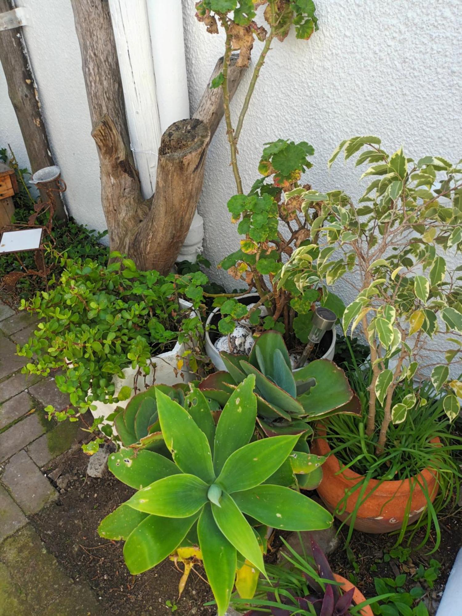 Self Catering Unit 7, Sandbaai Hermanus Rum bild